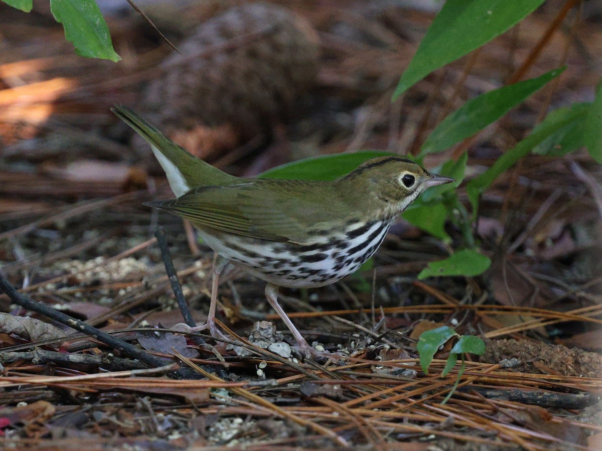 Ovenbird - ML643618881