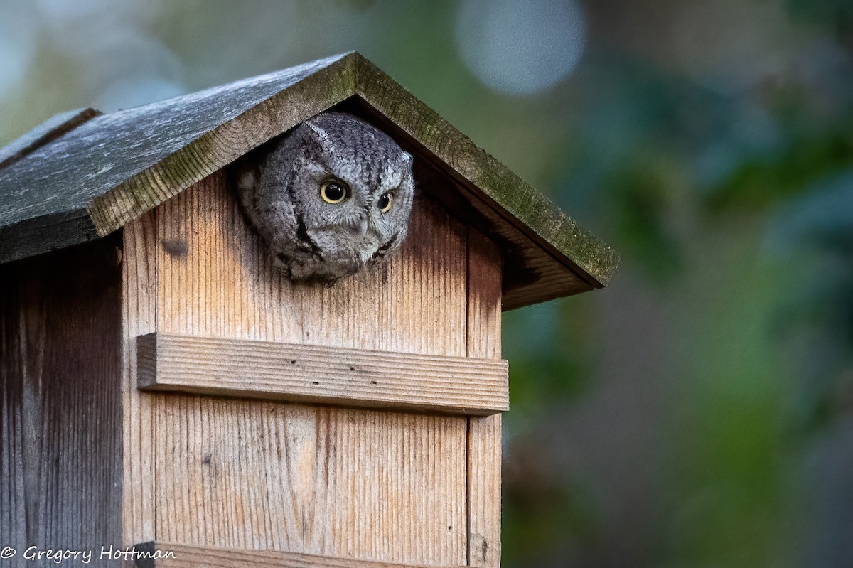 Eastern Screech-Owl - ML643618885