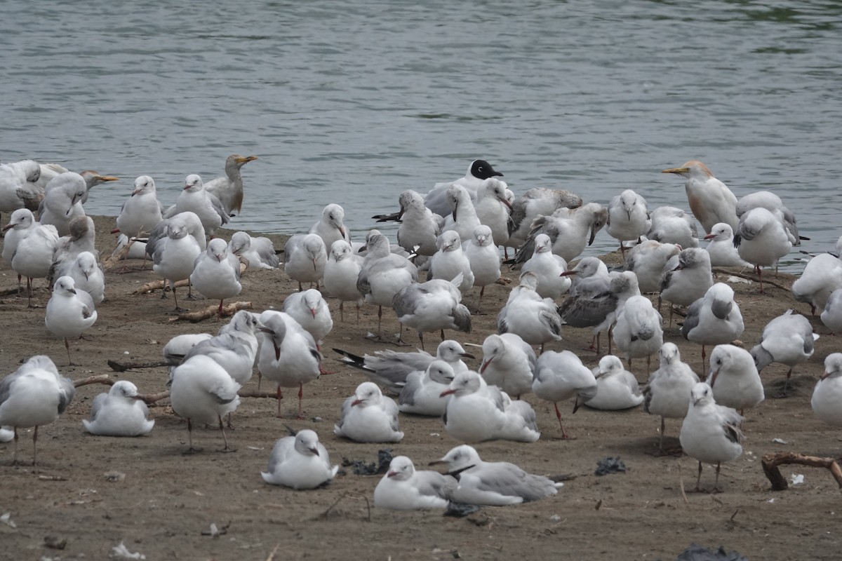 Andean Gull - ML643618889