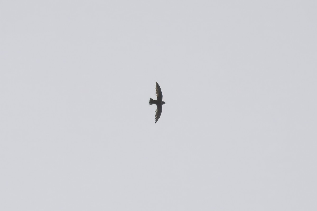 White-collared Swift - ML643618904
