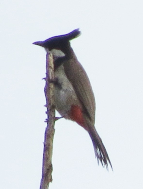 Red-whiskered Bulbul - ML643618934