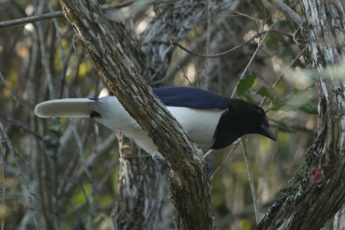 Curl-crested Jay - ML643618978