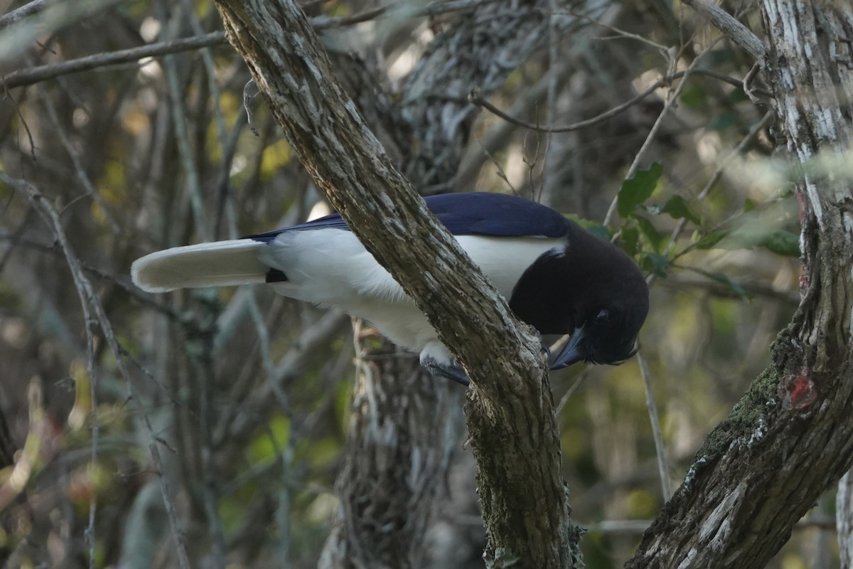 Curl-crested Jay - ML643618979