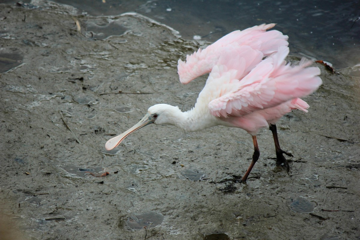 Roseate Spoonbill - ML643618981