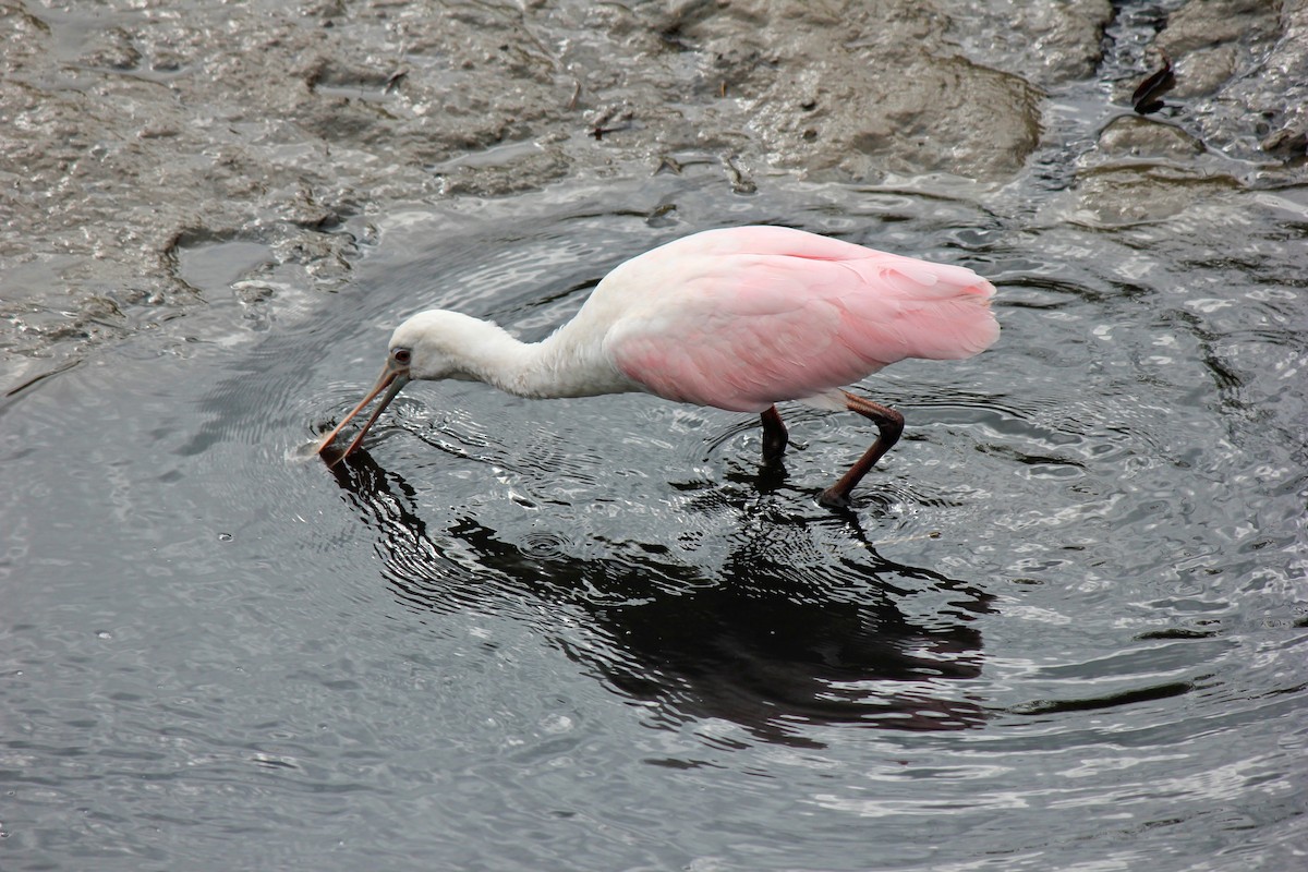 Roseate Spoonbill - ML643618983