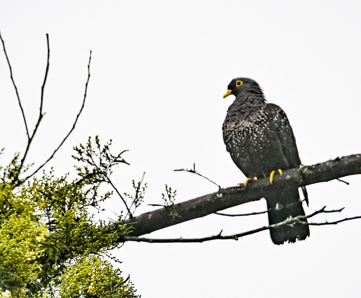 Rameron Pigeon - ML643618987