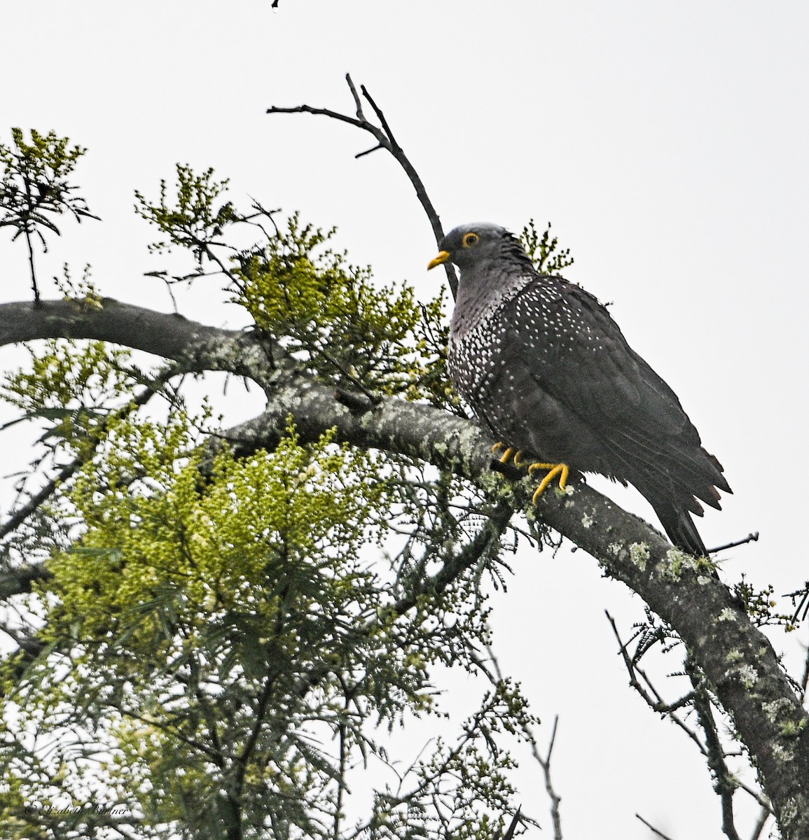 Rameron Pigeon - ML643618988