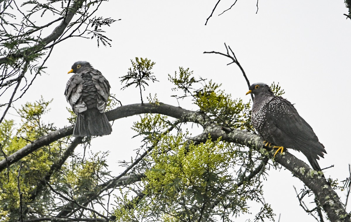 Rameron Pigeon - ML643618989