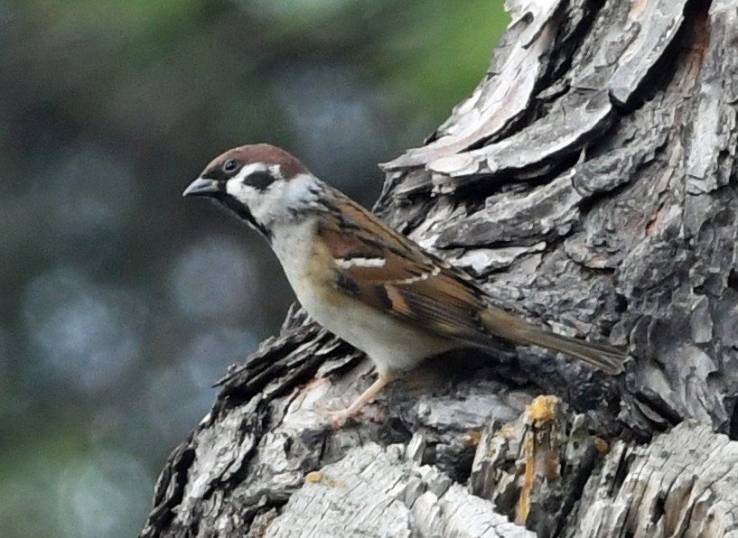 Eurasian Tree Sparrow - ML643618990