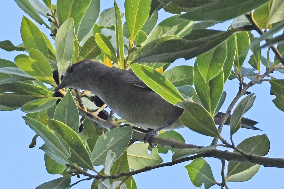 Eurasian Blackcap - ML643619009