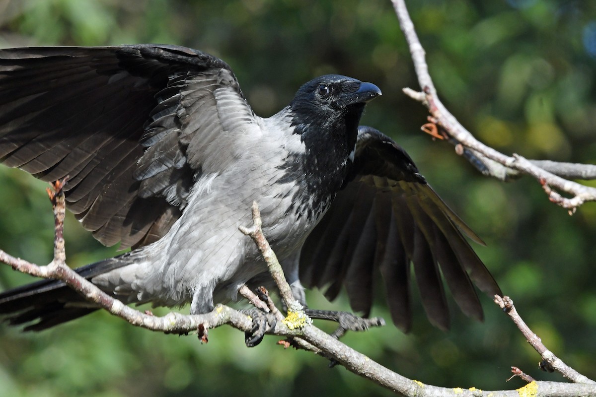 Hooded Crow (Hooded) - ML643619012