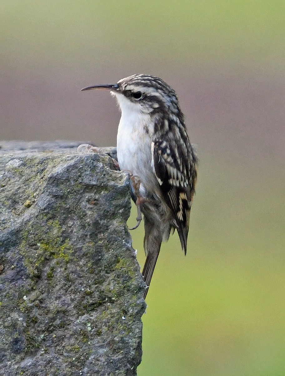 Short-toed Treecreeper - ML643619019