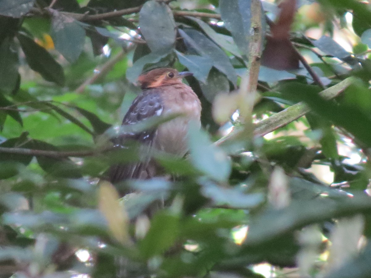 Tavus Guguğu - ML643619043