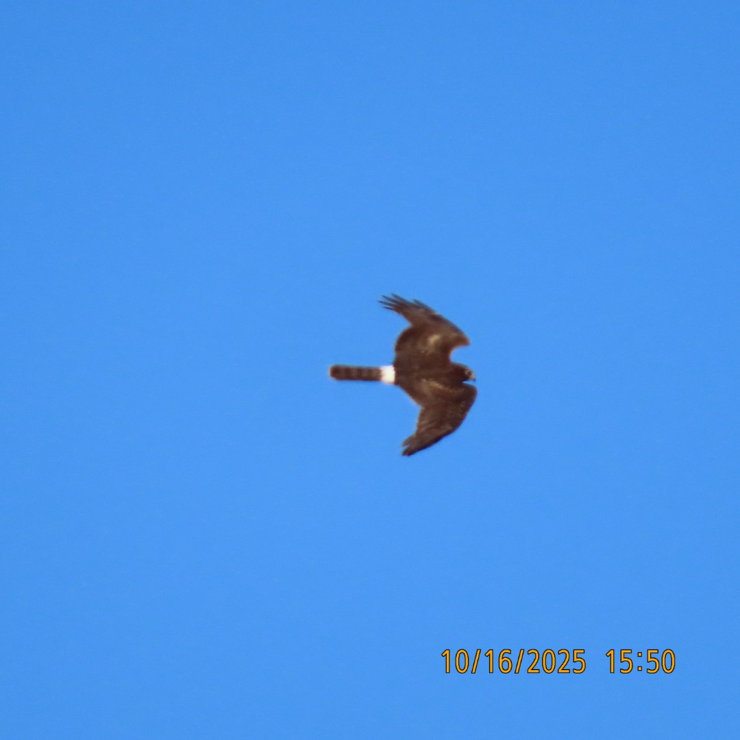 Northern Harrier - ML643619060