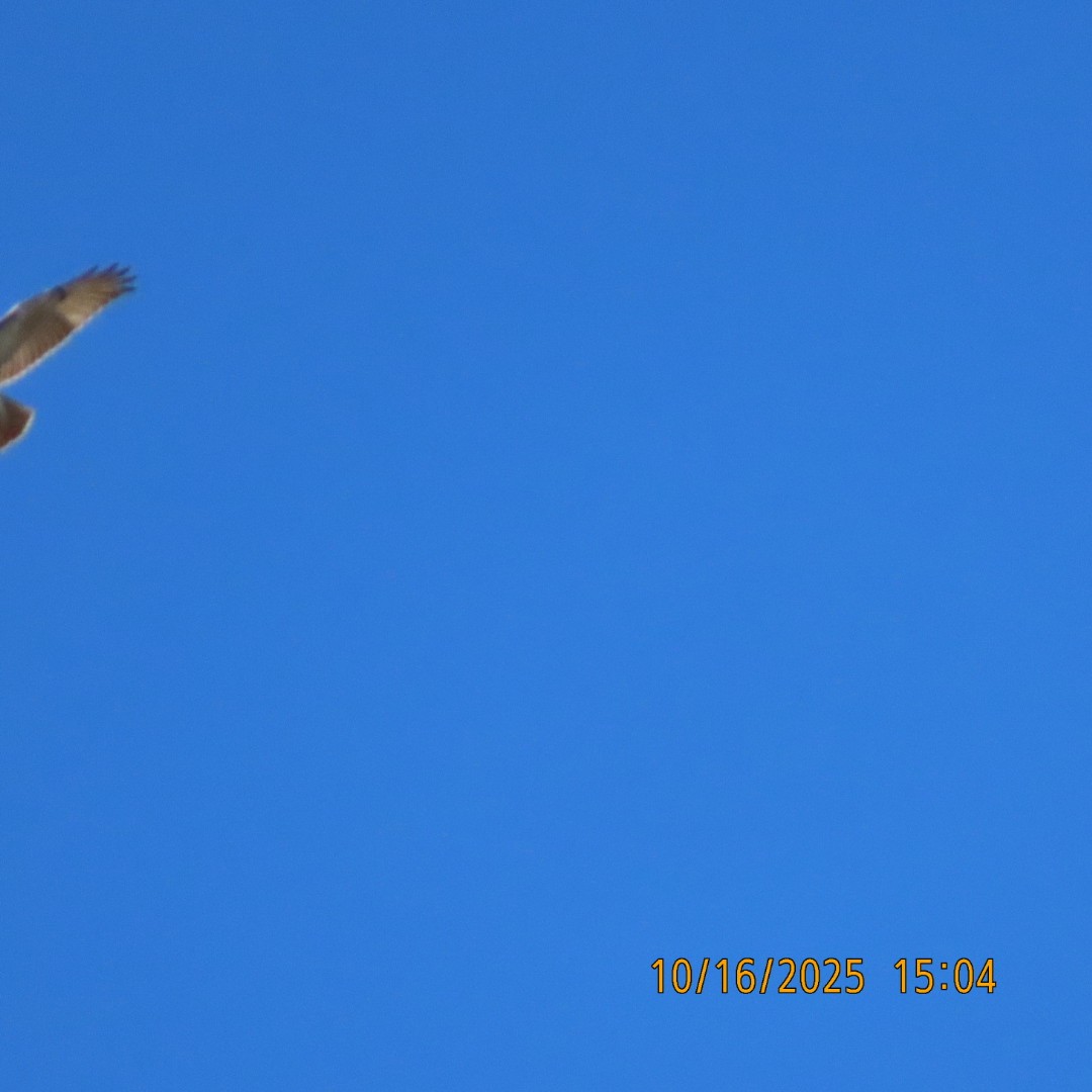 Red-tailed Hawk - ML643619063