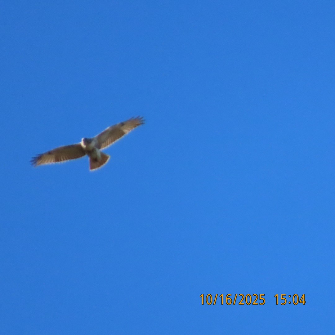 Red-tailed Hawk - ML643619064
