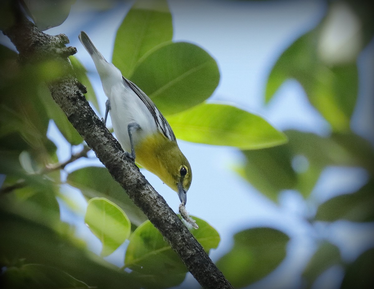 Yellow-throated Vireo - ML643619098