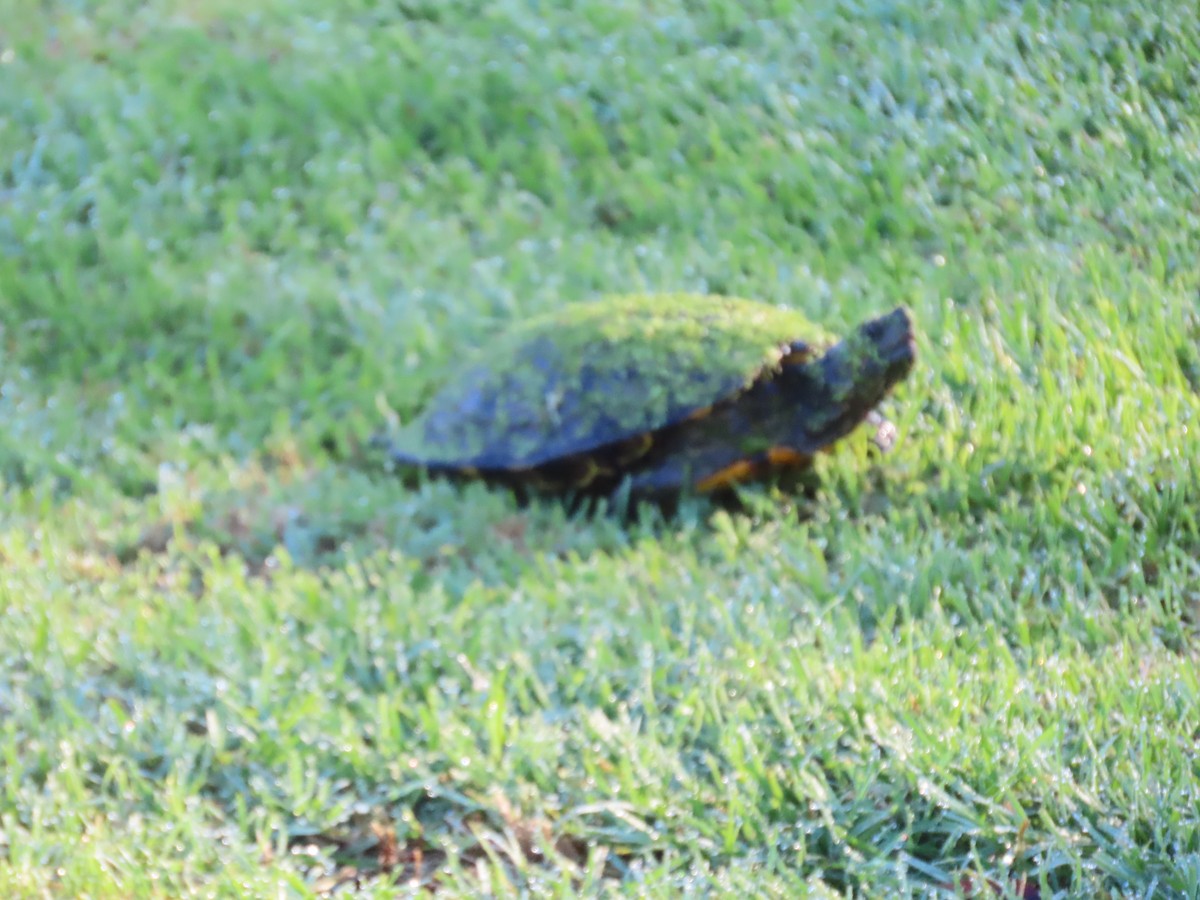 Animals - ML643619124