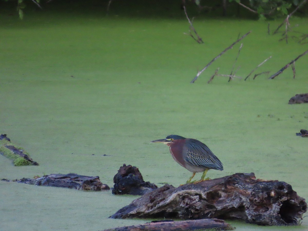 Green Heron - ML643619153
