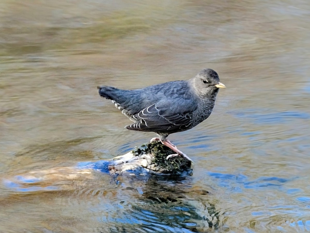 American Dipper - ML643619174