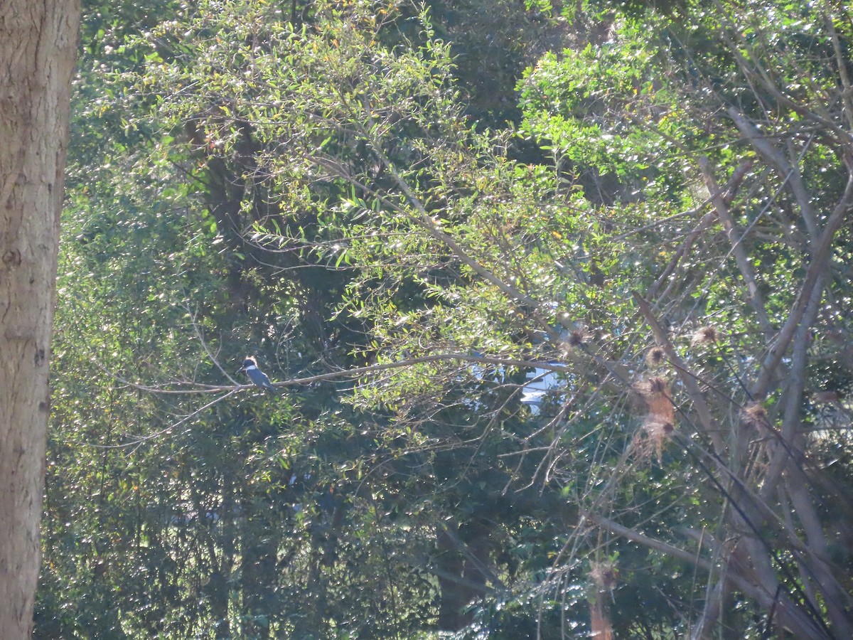 Belted Kingfisher - ML643619182