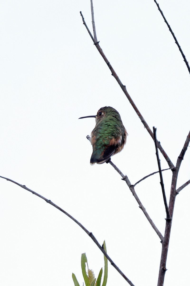 Allen's Hummingbird - ML643619199