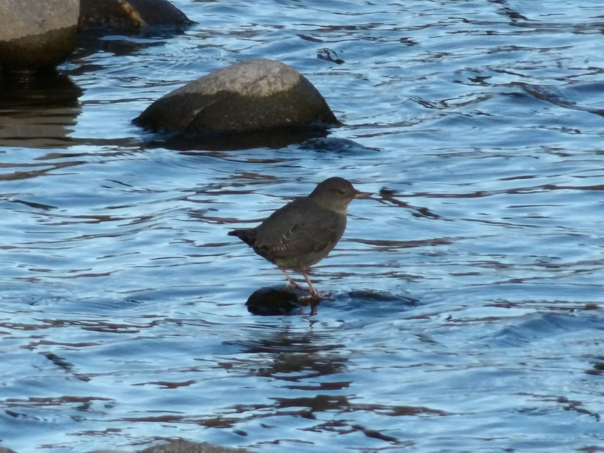 American Dipper - ML643619203