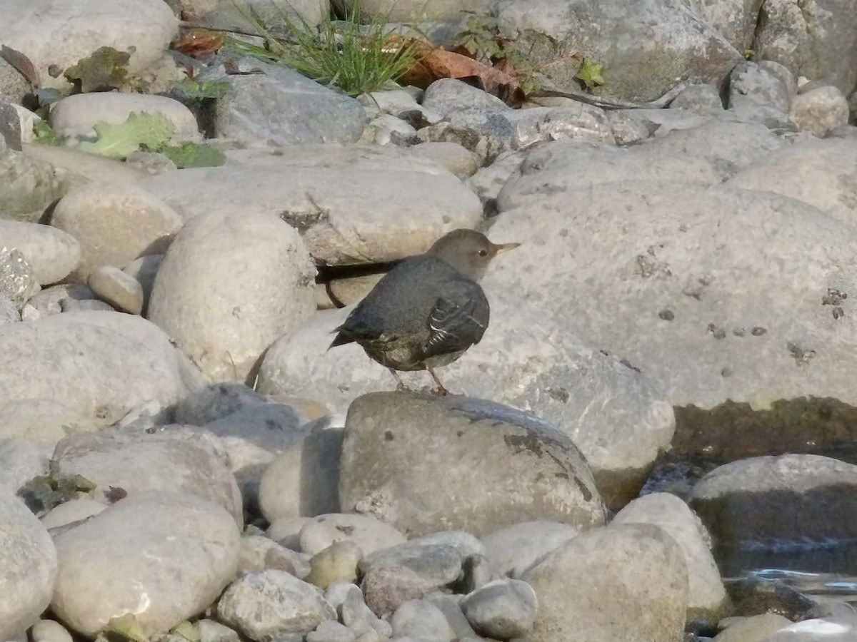 American Dipper - ML643619204