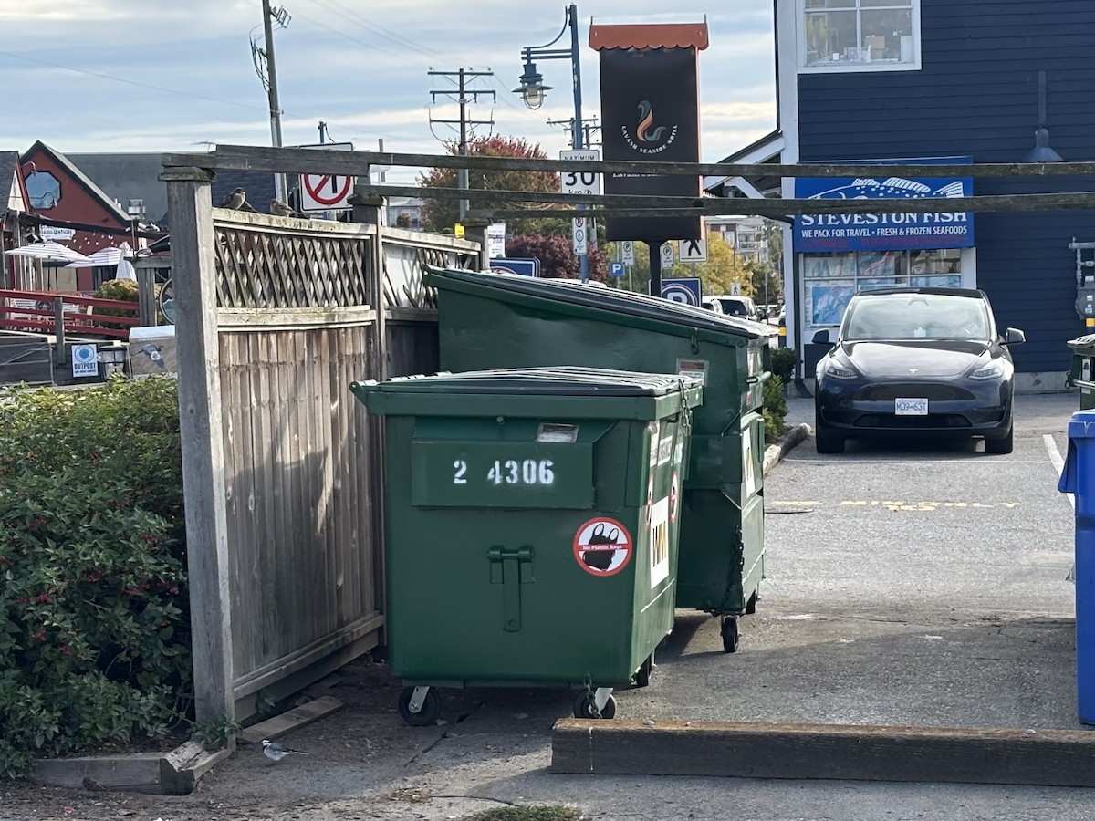 White Wagtail - ML643619221