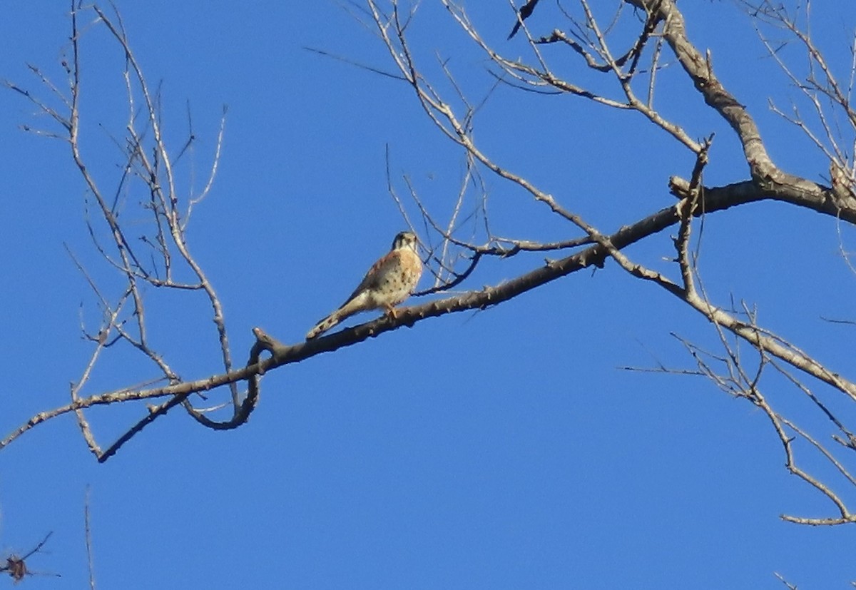 American Kestrel - ML643619226