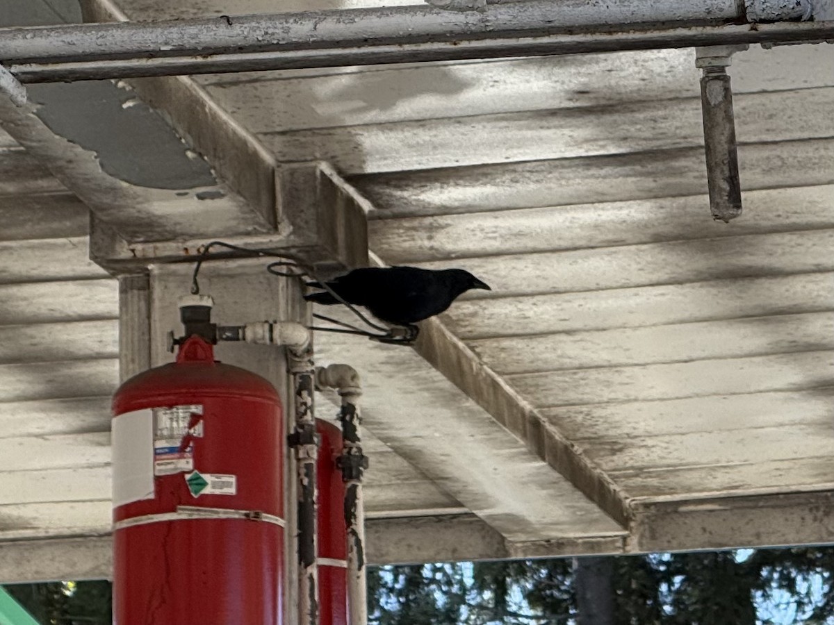 Fish Crow - ML643619228