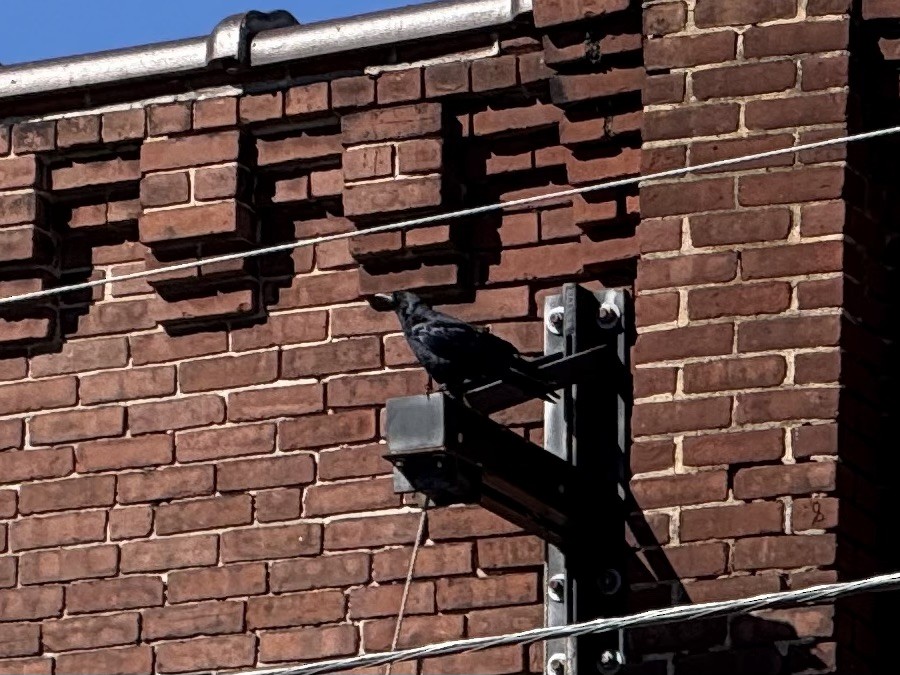 Fish Crow - ML643619229