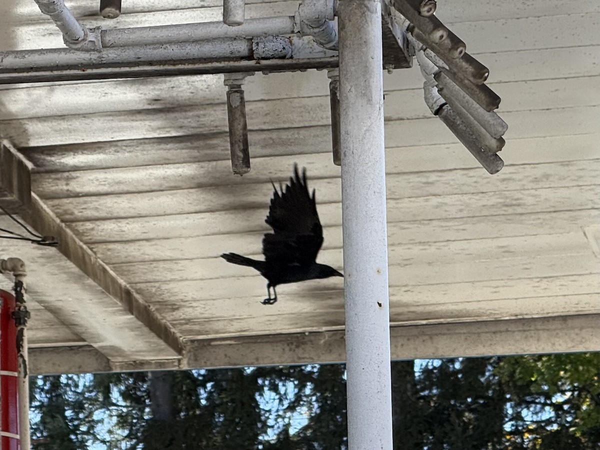 Fish Crow - ML643619230