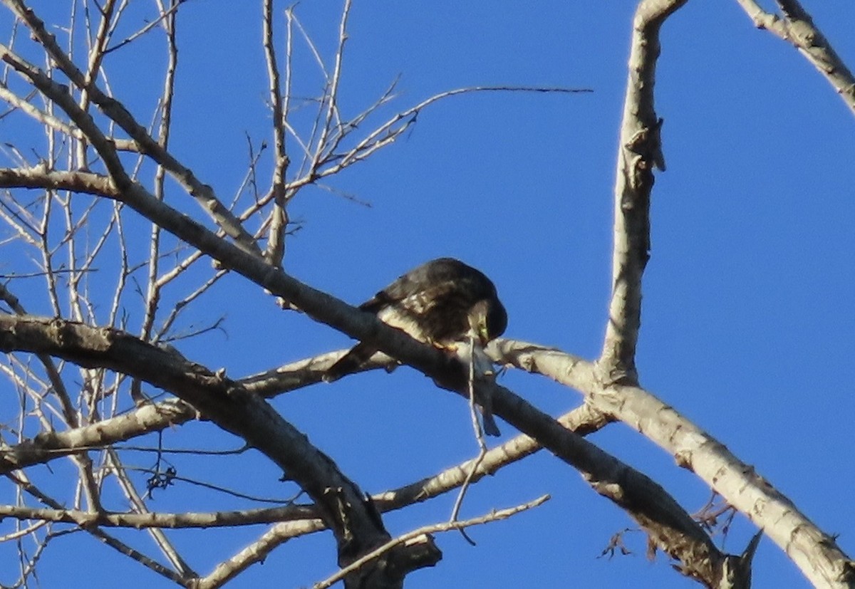 Merlin - ML643619253