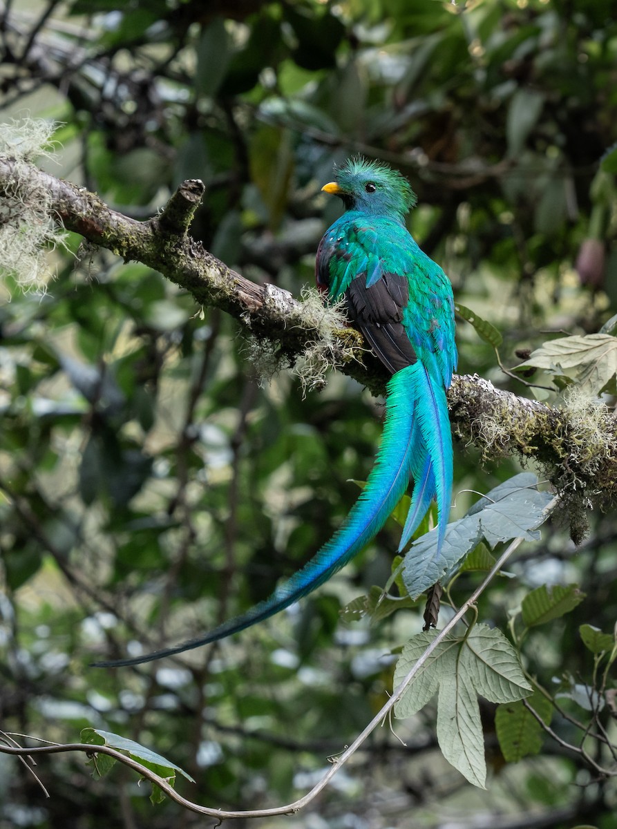 Resplendent Quetzal - ML643619264