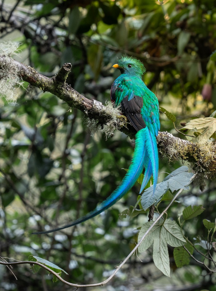 Resplendent Quetzal - ML643619265