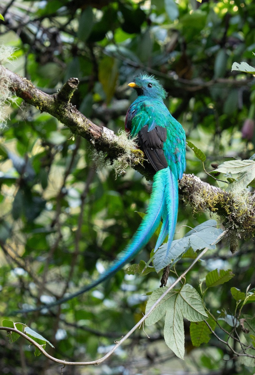 Resplendent Quetzal - ML643619266