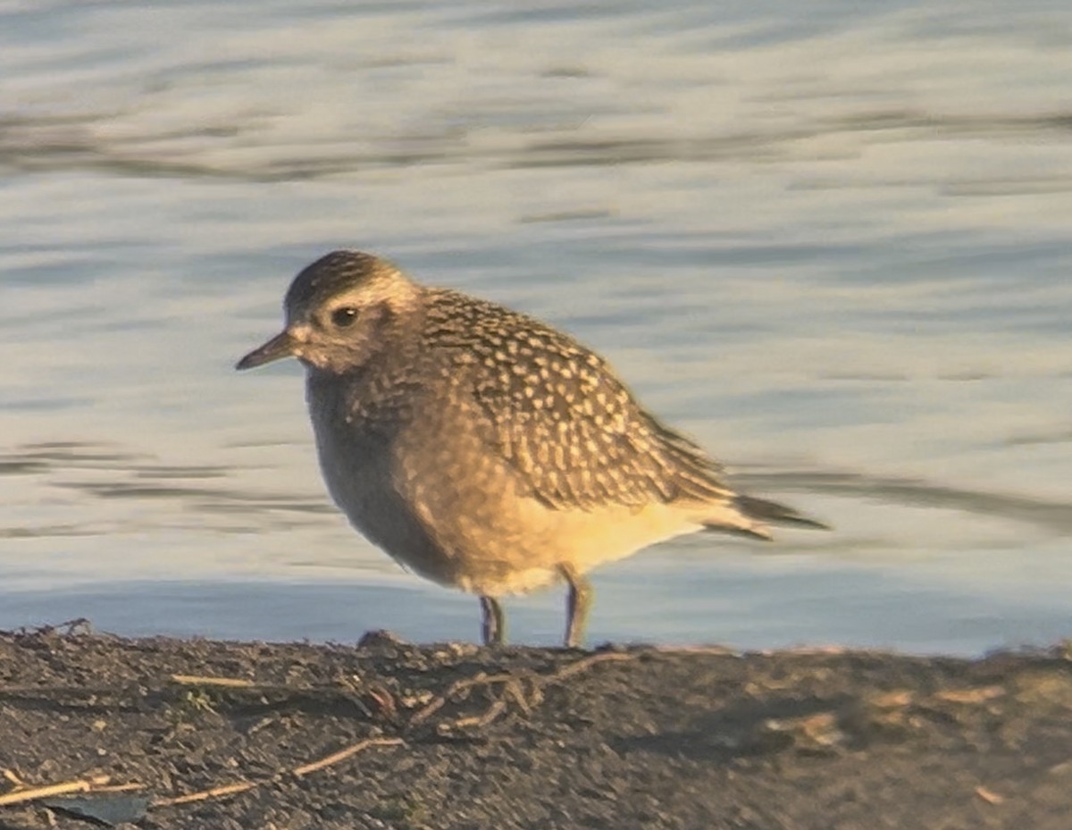 アメリカムナグロ - ML643619267