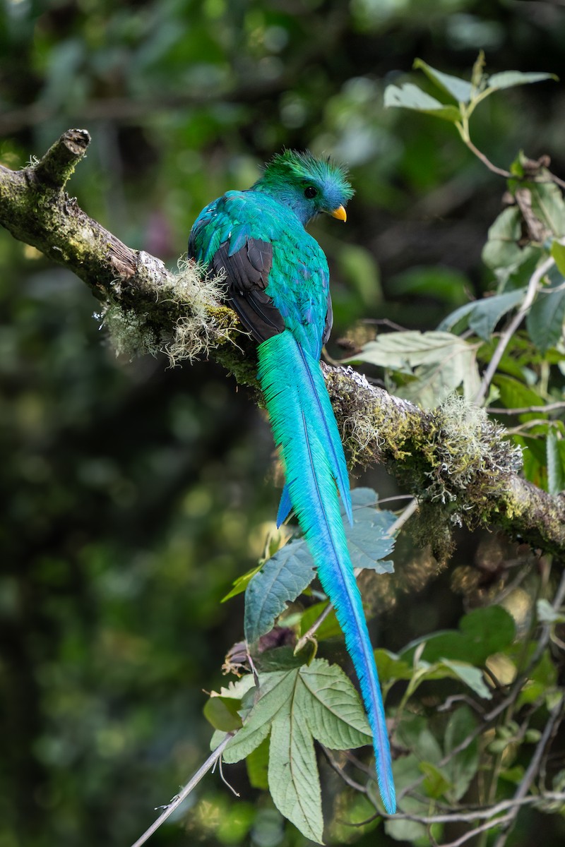 Resplendent Quetzal - ML643619268
