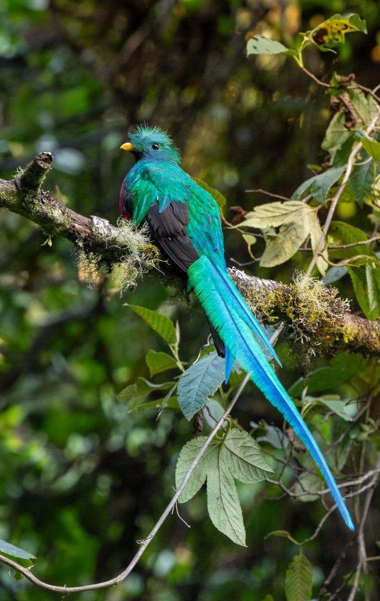 Resplendent Quetzal - ML643619269