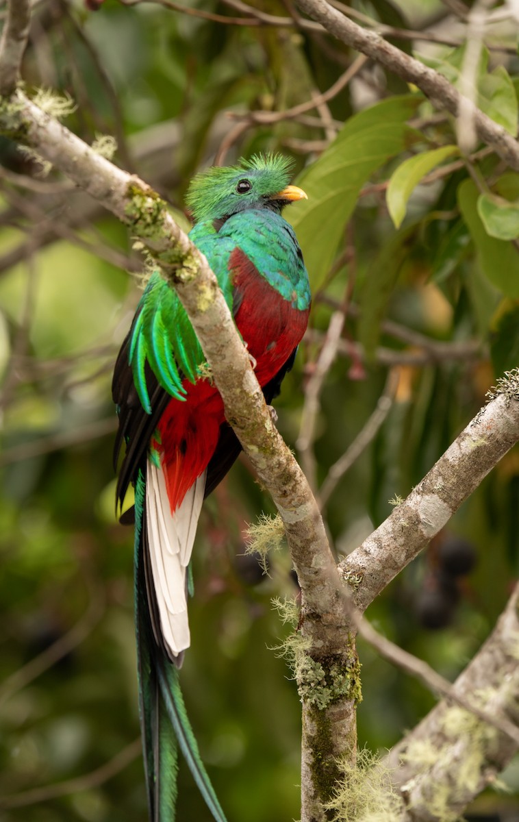 Resplendent Quetzal - ML643619270