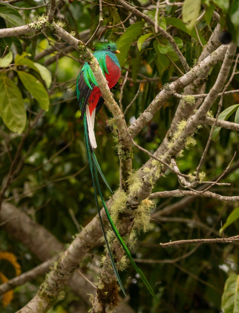 Resplendent Quetzal - ML643619273