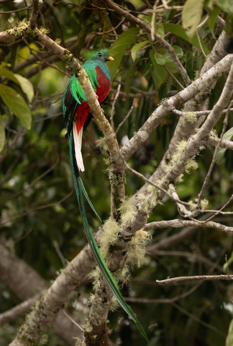 Resplendent Quetzal - ML643619274