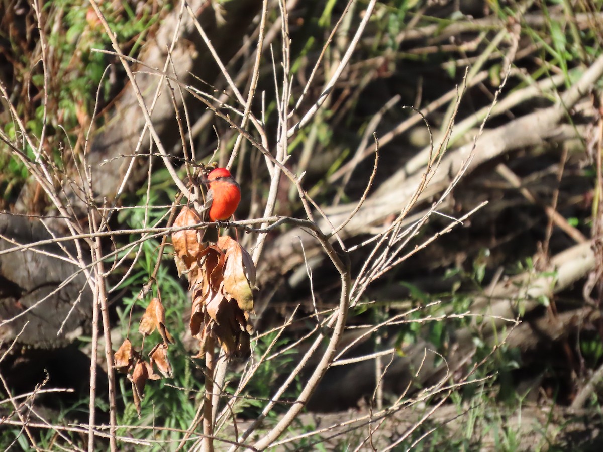 Vermilion Flycatcher - ML643619275
