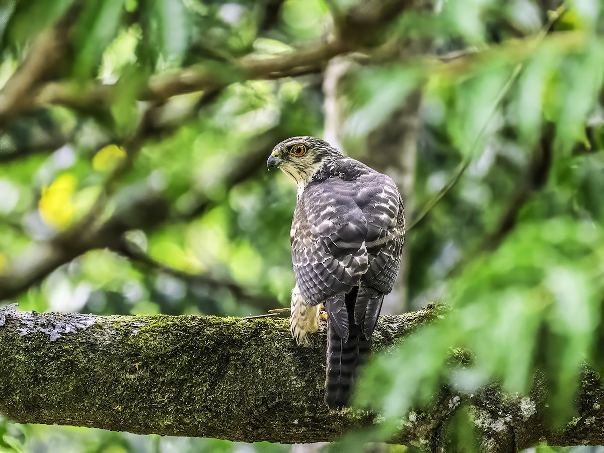 New Caledonian Goshawk - ML643619296