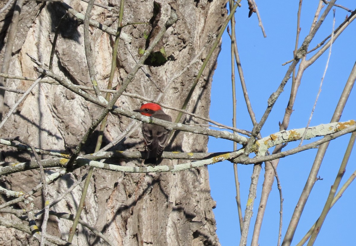 Vermilion Flycatcher - ML643619299