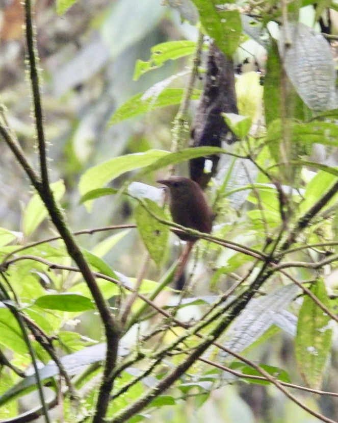 Blackish Tapaculo - ML643619303