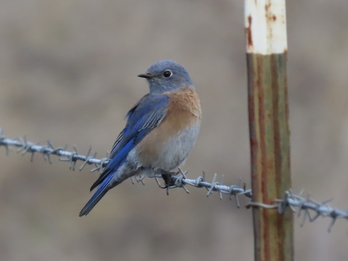 Merlebleu de l'Ouest - ML643619327