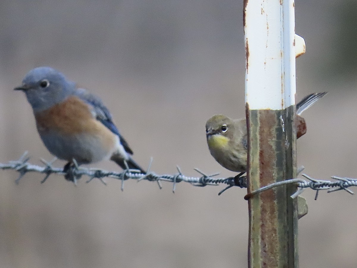 Paruline à croupion jaune - ML643619354