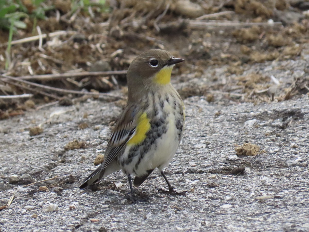 Paruline à croupion jaune - ML643619355